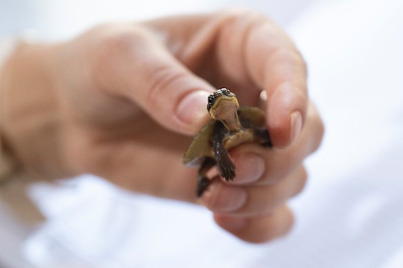 The program is aiming to boost the species’ chances of survival. Pictured here is a three-month-old Manning River turtle.