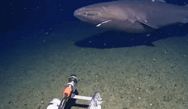 Surprise shark caught on camera for first time in Antarctica’s frozen depths