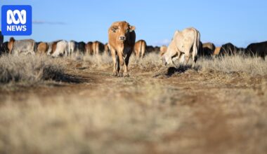 Cattle tick outbreak raises questions over Queensland's biosecurity