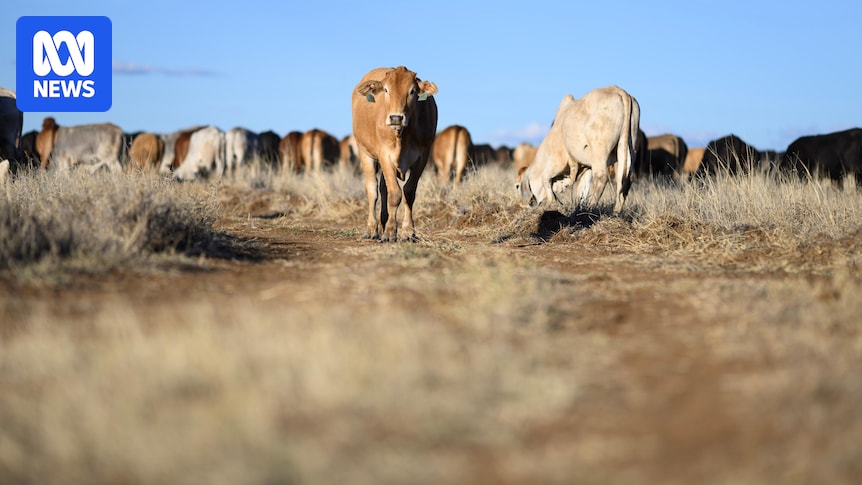 Cattle tick outbreak raises questions over Queensland's biosecurity