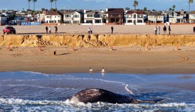 Dead whale washed up in Newport Beach near 11th Street – Orange County Register