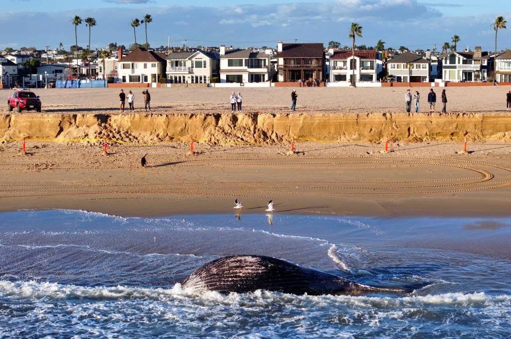 Dead whale washed up in Newport Beach near 11th Street – Orange County Register
