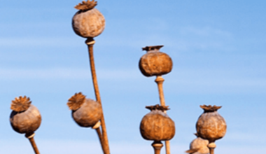 Poppy plant thieves steal thousands of plants from Victorian farm