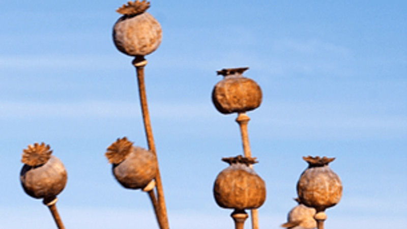 Poppy plant thieves steal thousands of plants from Victorian farm