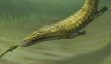 250 million-year-old amphibian fossils from Australia reveal global spread of ‘sea-salamanders’