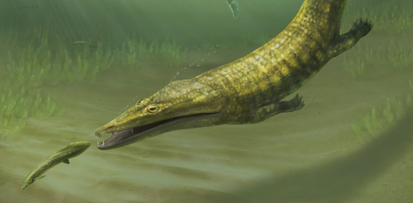 250 million-year-old amphibian fossils from Australia reveal global spread of ‘sea-salamanders’
