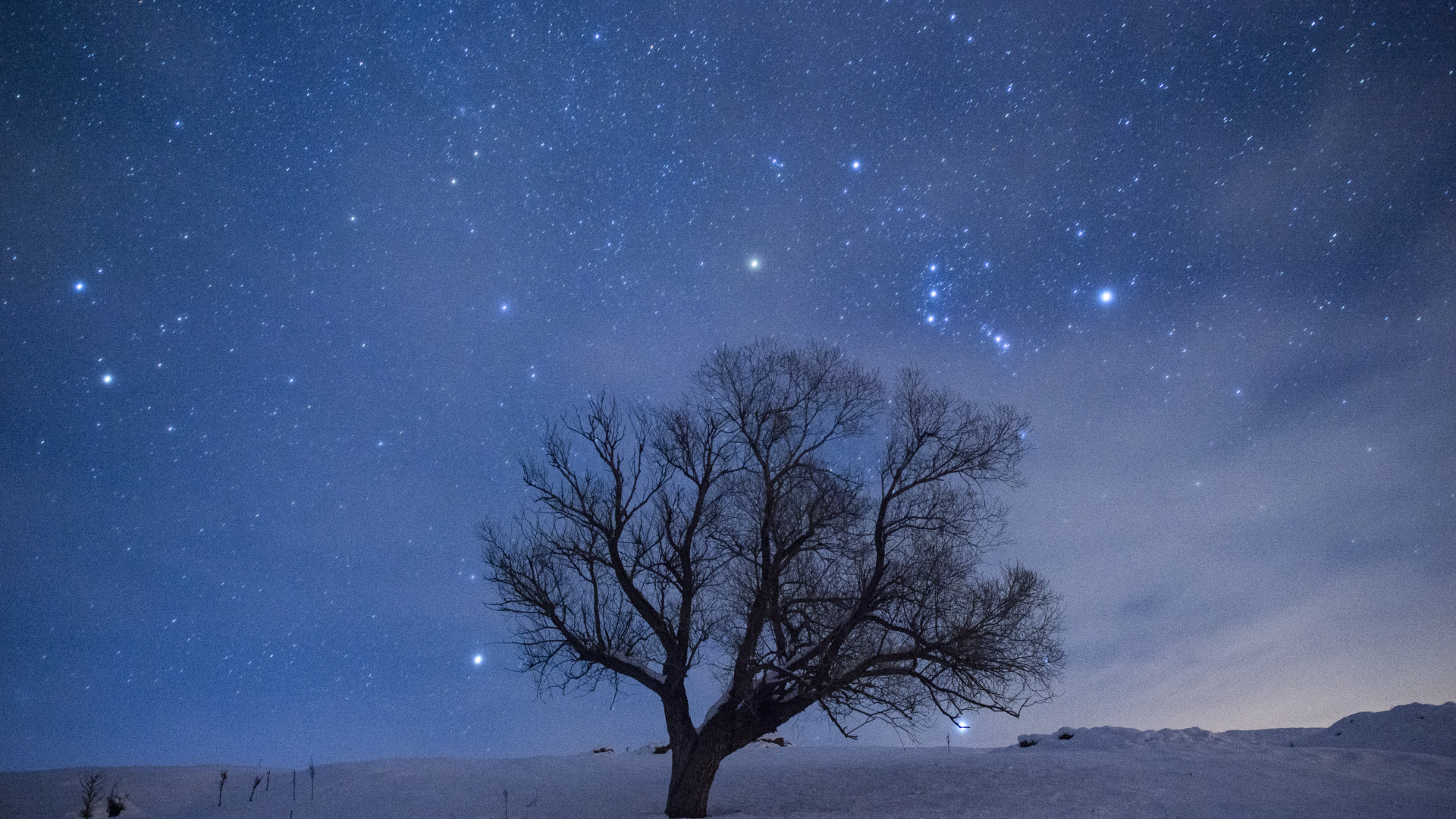 A picture of the night sky in winter shining above a solitary tree growing in a snowy field.