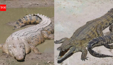 Nile vs Saltwater Crocodile: Which massive reptile truly rules rivers and coasts based on size, hunting style, habitat and more |