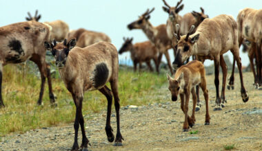 Why Do Female Caribou Have Antlers?