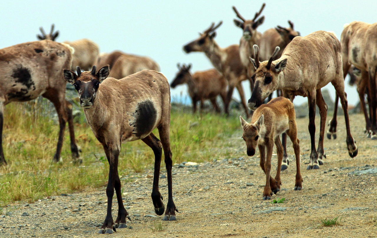 Why Do Female Caribou Have Antlers?