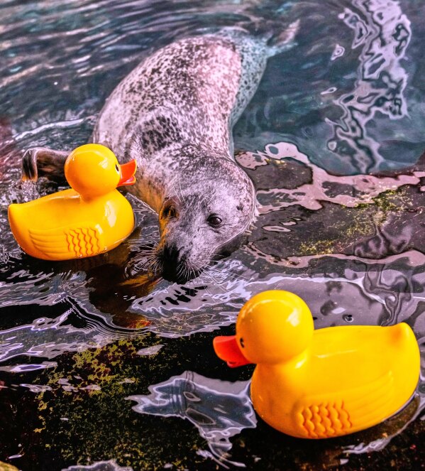 Reggae, a 33-year-old Atlantic Harbor seal, reaches his flipper out to a rubber duck during a training session at the New England Aquarium, Friday, Feb. 20, 2026, in Boston. (AP Photo/Charles Krupa)