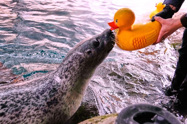 Reggae, a 33-year-old Atlantic Harbor seal, taps his nose to a rubber duck during a training session with Liz Wait at the New England Aquarium, Friday, Feb. 20, 2026, in Boston. (AP Photo/Charles Krupa)