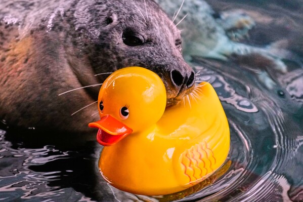 Reggae, a 33-year-old Atlantic Harbor seal, rests his head on a rubber duck during a training session with Liz Wait at the New England Aquarium, Friday, Feb. 20, 2026, in Boston. (AP Photo/Charles Krupa)