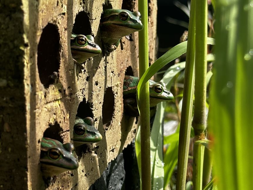 The green and golden bell frog, pictured, is a heat-loving, urban-adapted amphibian, said Waddle. When given options, they were four times more likely to use the artificial saunas than their natural habitat, he added.