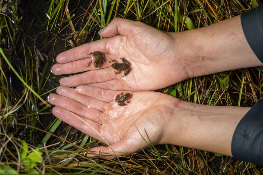 Piovia-Scott's research focuses on treating metamorphosed tadpoles (young frogs), pictured. “The idea is not necessarily that they won't be reinfected, but that we will have helped them get through this crucial life stage where they're very likely to die from the disease,” Piovia-Scott said.