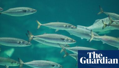 Chronic ocean heating fuels ‘staggering’ loss of marine life, study finds | Marine life