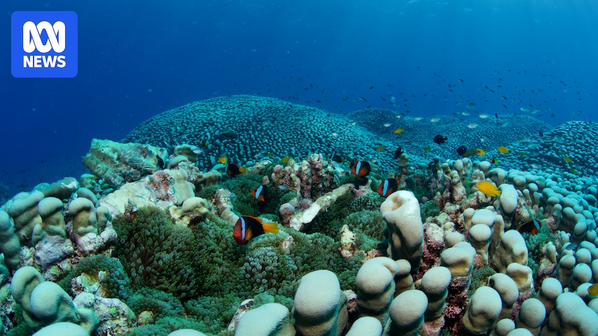 Coral colony discovered by mother and daughter citizen scientists could be world's largest