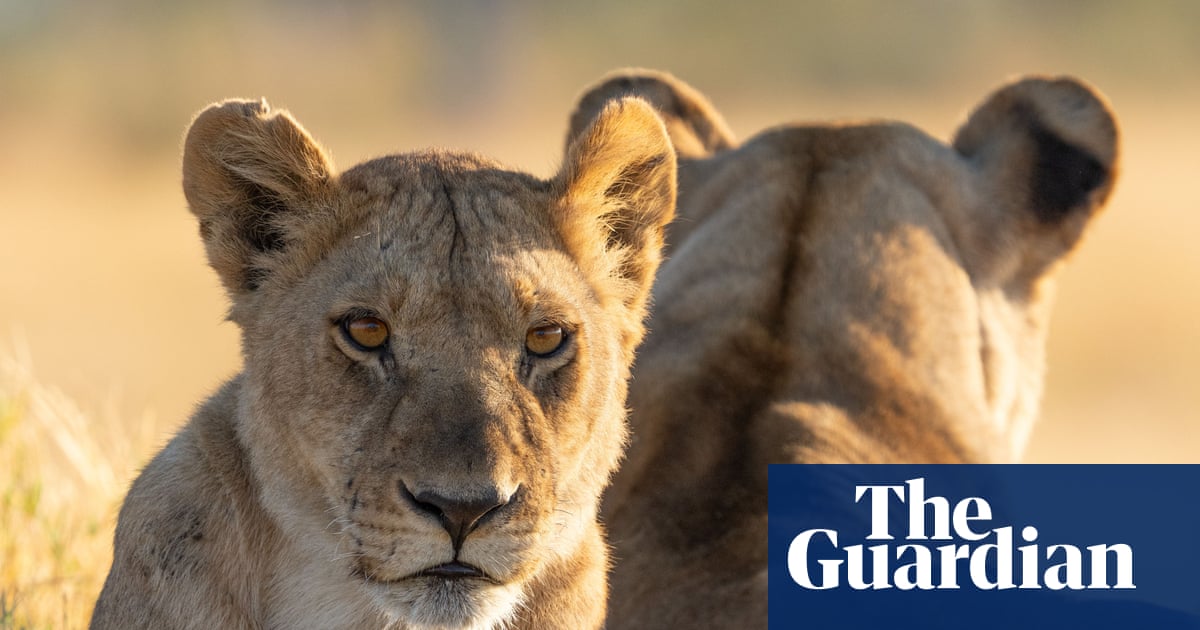 TV tonight: high drama with the largest lion pride in the world | Television