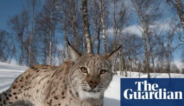 Lynx could return to Scotland – but can rewilders win over wary Highlanders? | Scotland