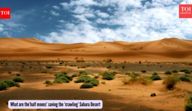 Sahara Desert: After China saved the Taklamakan Desert by planting trees, ‘half-moons’ save the ‘crawling’ Sahara in Africa!