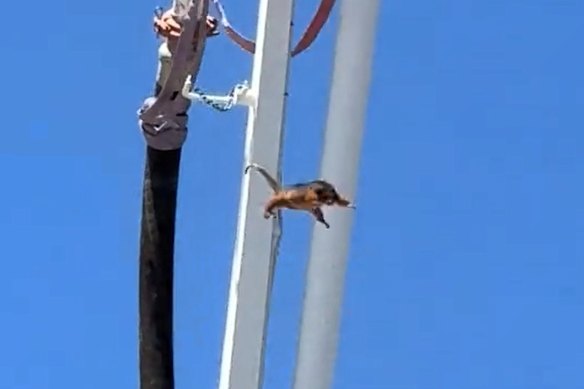 The possum was shaken off the concrete boom pump on Friday.