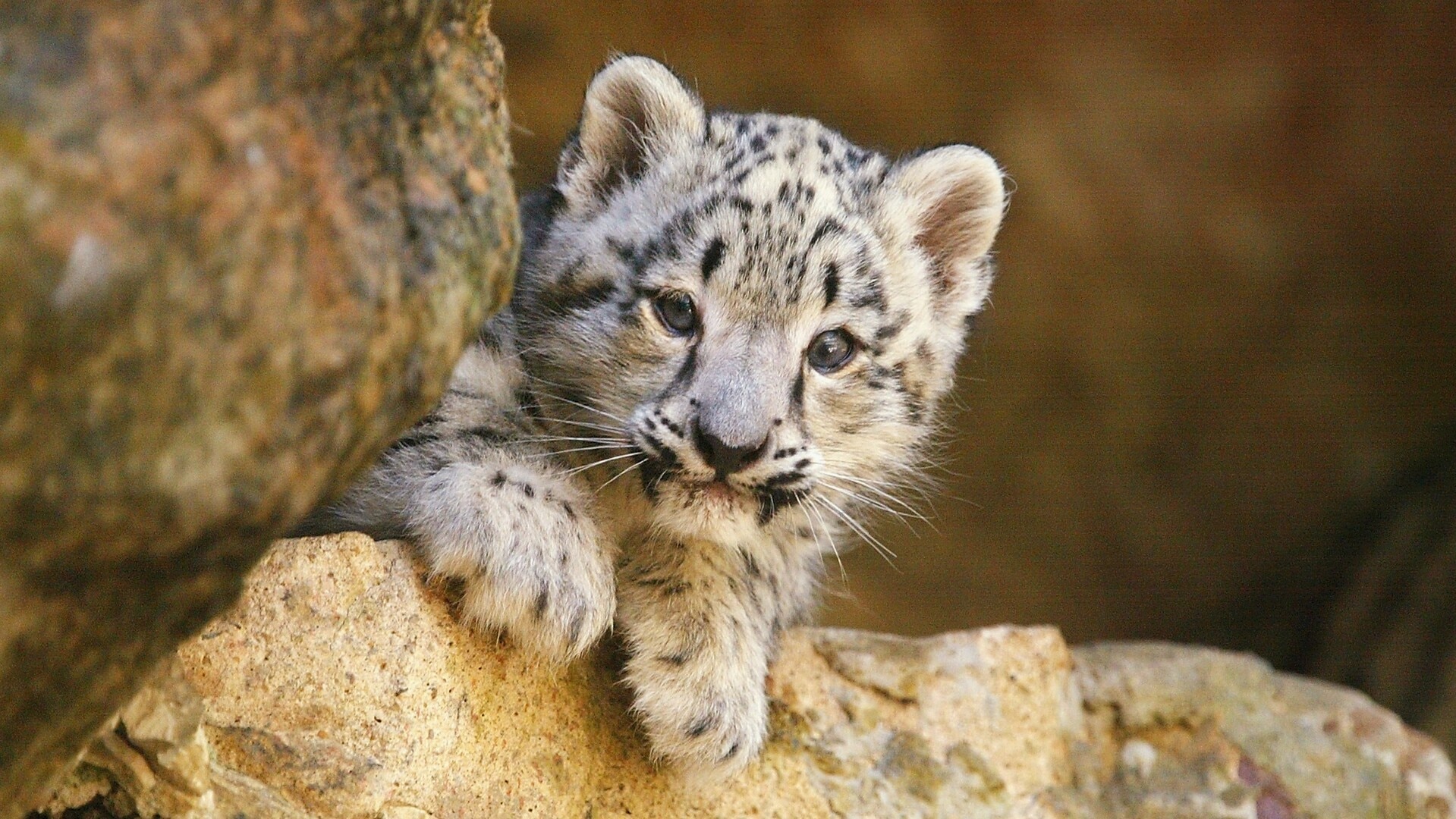 First snow leopard born at UK zoo