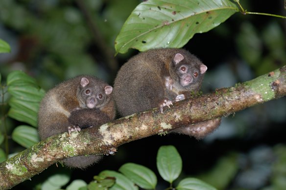 Lemuroid ringtail possums are now listed as endangered.