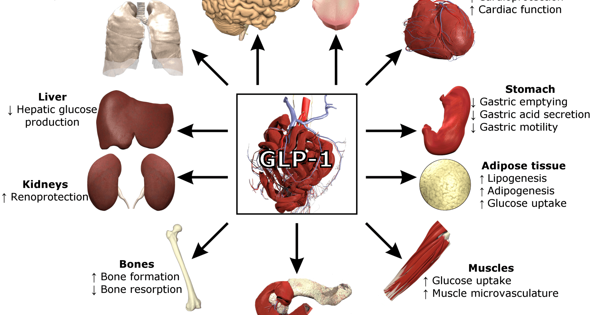 Semaglutide: Artificial Shortage Is Novo Nordisk's Business Model