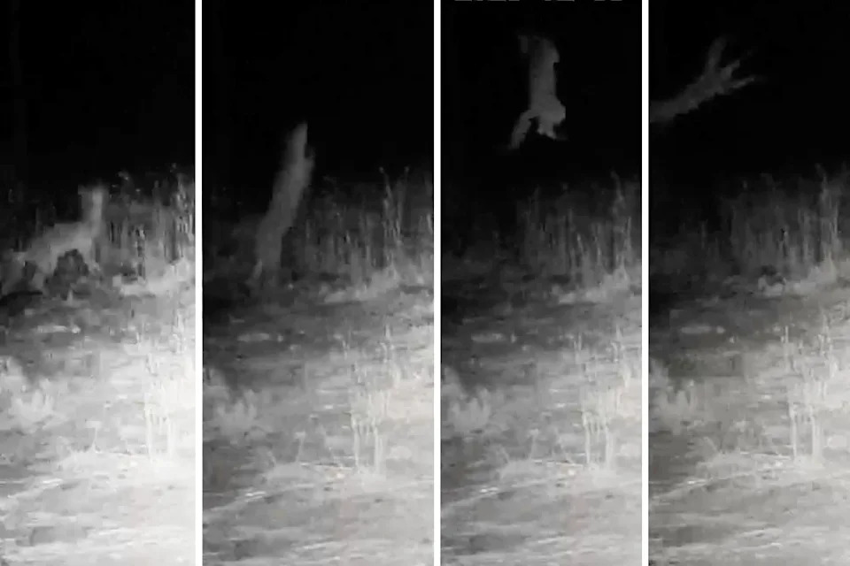 Four stills showing a fox trying to reach prey at Tiverton but being shocked by a fence.