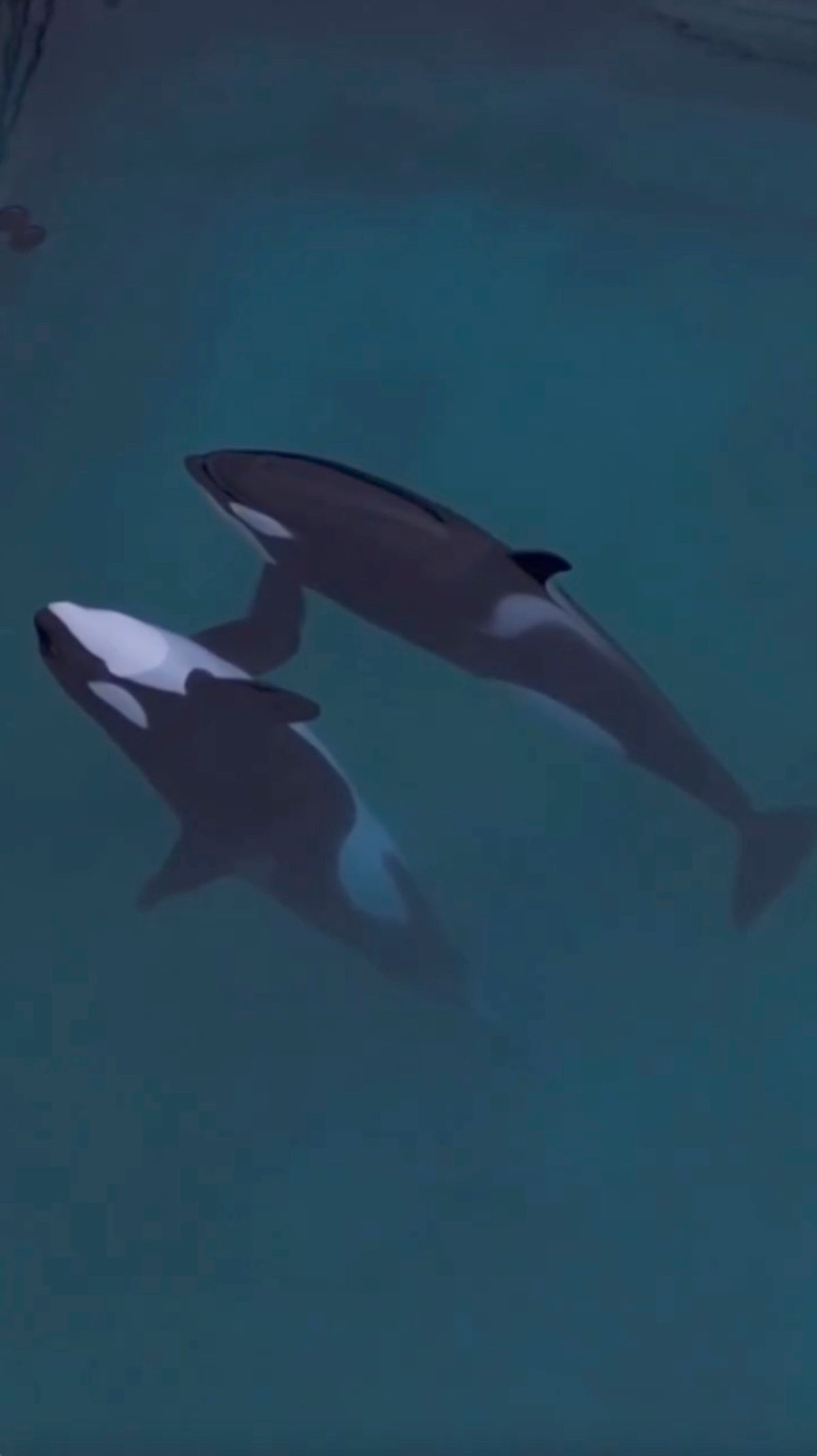 Keijo is only 11 years old, and orcas can live up to 70 or 80 years old
