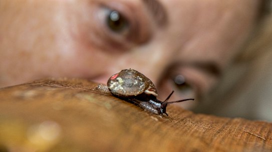 Parnee Bonson from Taronga Zoo with a species of snail from Norfolk Island that nearly went extinct. 