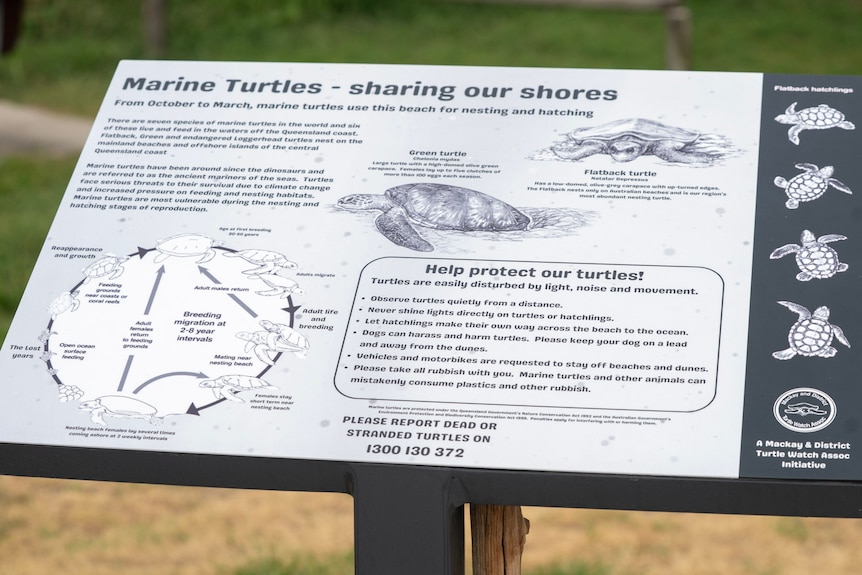 A sign at a beach showing the turtle life cycle and advising against disturbing them