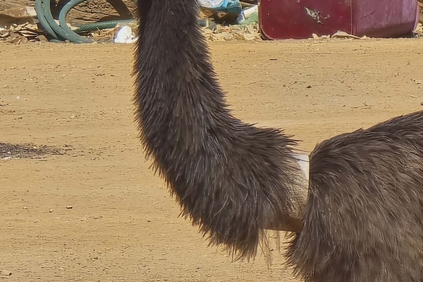 An emu neck with a plastic ring around its neck.