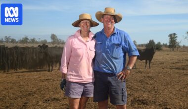 Queensland farmers rejoice as rain soaks into parched paddocks