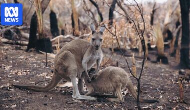SA wildlife carers help animals hurt in Deep Creek fires as they emerge from refuges