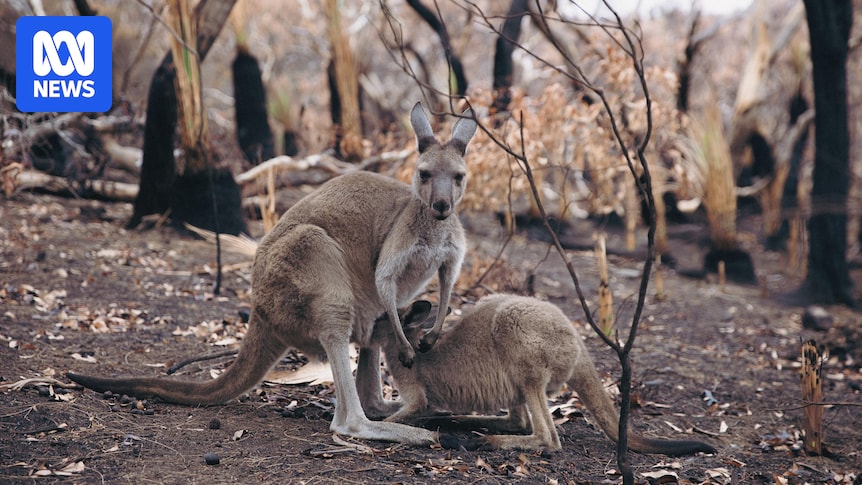 SA wildlife carers help animals hurt in Deep Creek fires as they emerge from refuges
