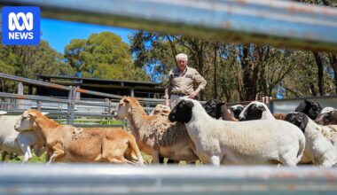 Farmer's hands-off approach creates unusual lamb with distinct flavour chefs say is like nothing else in Australia