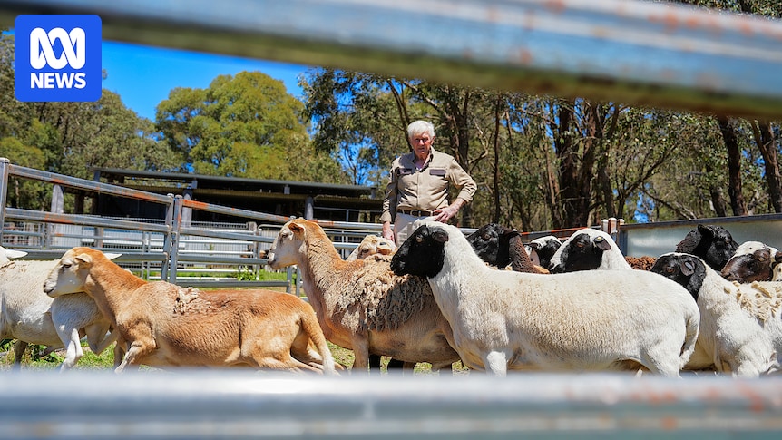 Farmer's hands-off approach creates unusual lamb with distinct flavour chefs say is like nothing else in Australia