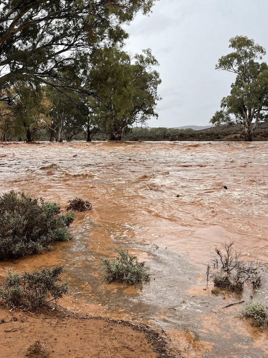 A brown creek running with trees in the background.