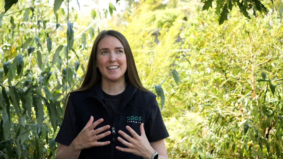 Dr Phoebe Burns at the zoo, explaining the program to save pookila.