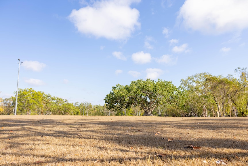 A grassed area with trees in the background and a light