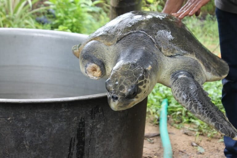 Large aluminium cooking vessels being repurposed at Naithal, a rehabilitation camp in Kasaragod to hold injured olive Ridley turtles rescued from fishing nets or shoreline strandings. Image by K.A. Shaji.