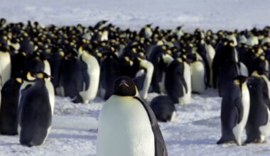 Ice melt threatens emperor penguins during annual moult: Researchers