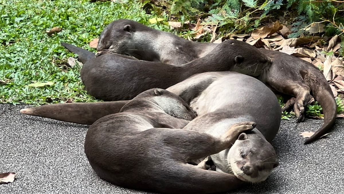 'It's detective work': Finding and counting Singapore's otters