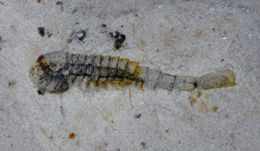 Fossils in Chinese Quarry Show Unknown Creatures from 500 Million Years Ago