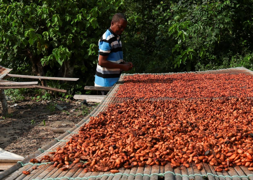 Ghana cocoa farmers skip meals, struggle with school fees as payment crisis deepens