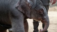 Smithsonian animal care and veterinary staff with the Asian elephant calf that was born to female Asian elephant Nhi Linh on February 2, 2026 at the Smithsonian's National Zoo. The Zoo's Asian elephant Spike is the father of this calf.