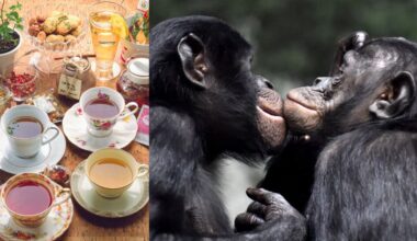 A Simple Tea Party Might Change What We Know About Primate Intelligence