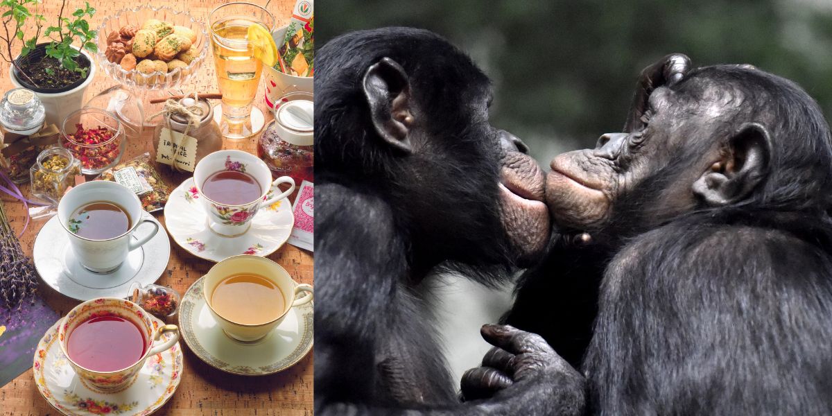A Simple Tea Party Might Change What We Know About Primate Intelligence
