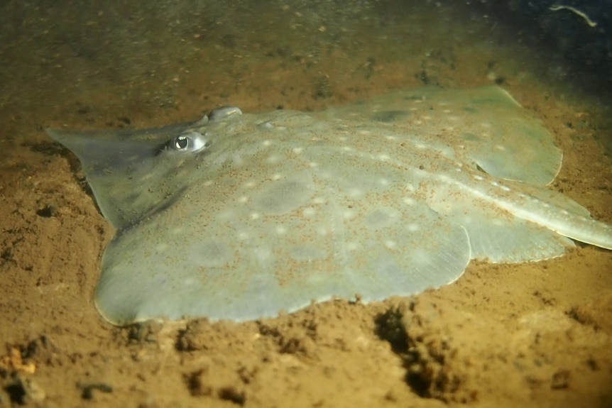 Juvenile Maugean skate wild